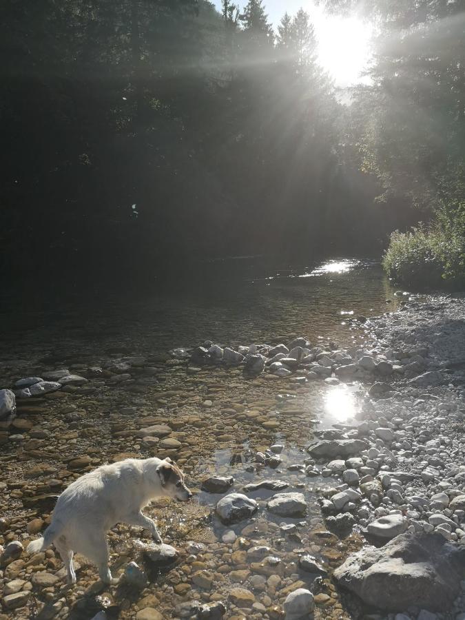 Apartmaji Volf Zgornje Gorje Dış mekan fotoğraf
