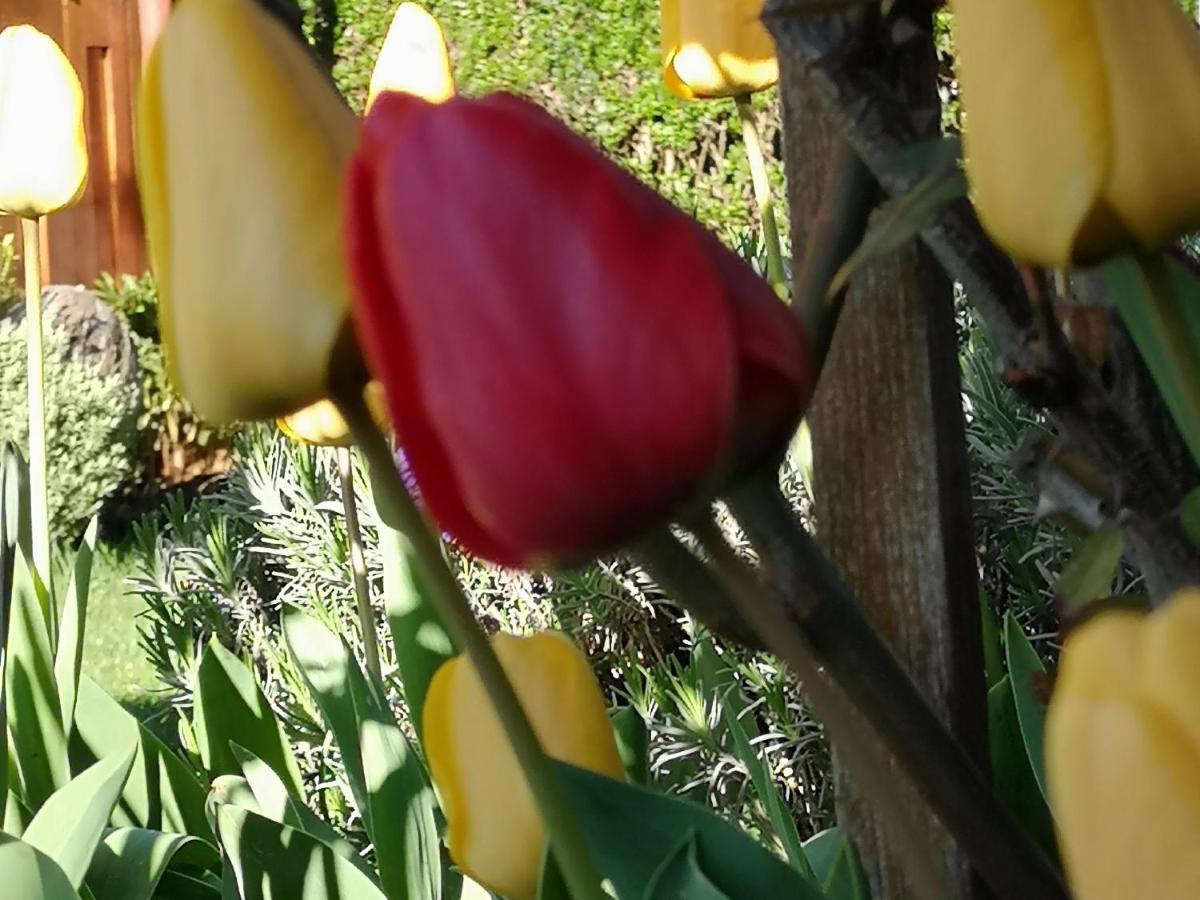 Apartmaji Volf Zgornje Gorje Dış mekan fotoğraf