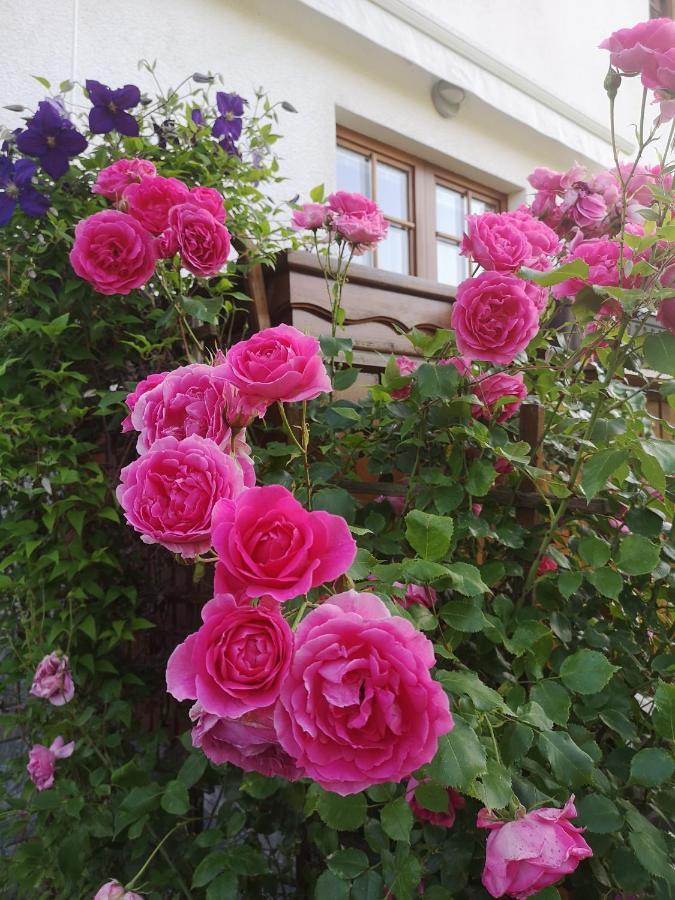 Apartmaji Volf Zgornje Gorje Dış mekan fotoğraf
