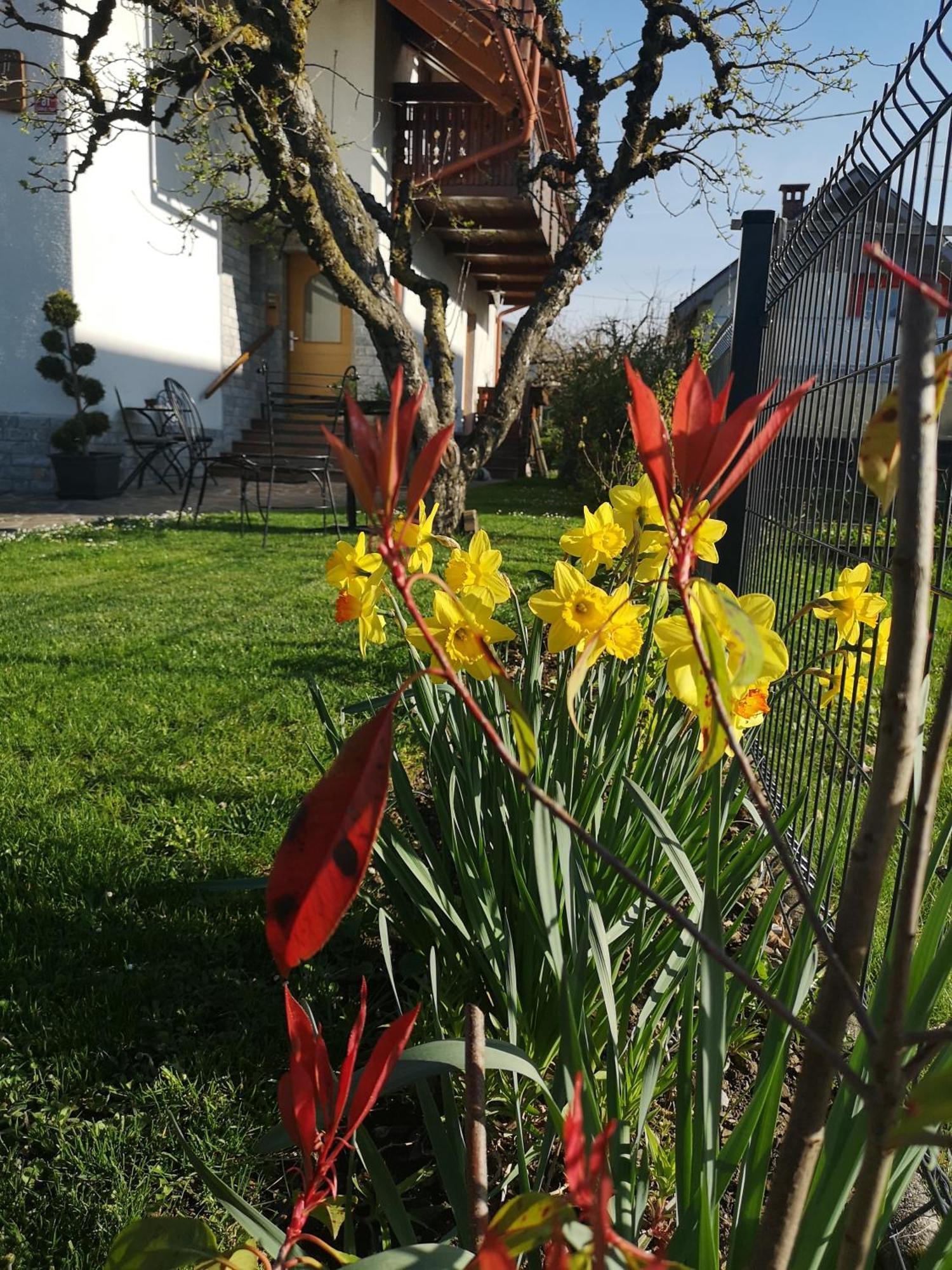 Apartmaji Volf Zgornje Gorje Dış mekan fotoğraf
